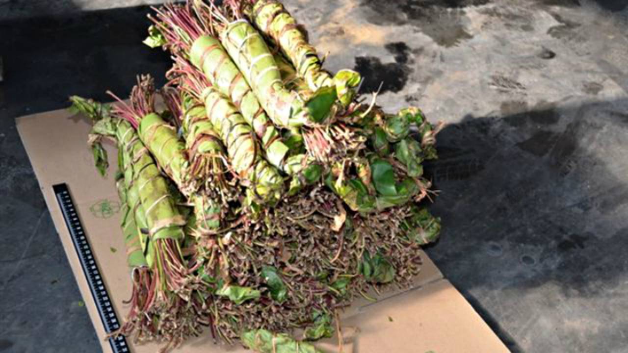 Qat (archieffoto: Koninklijke Marechaussee)