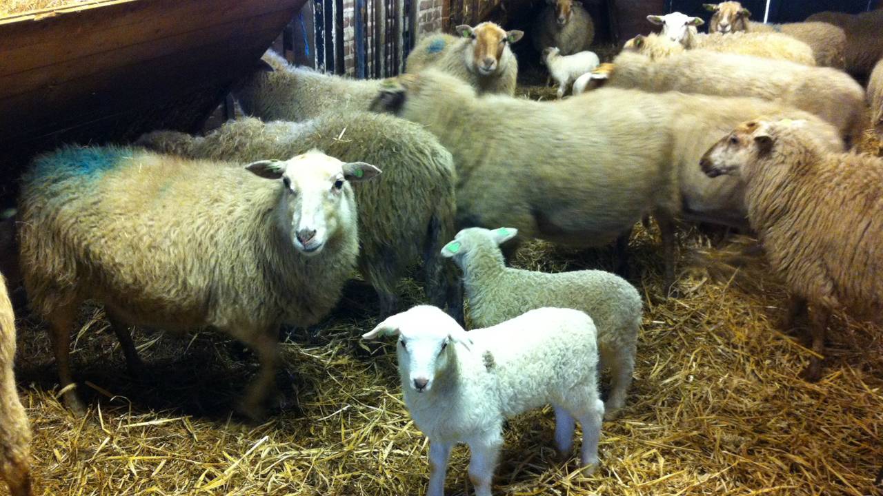 Loods met zwangere schapen mag dicht