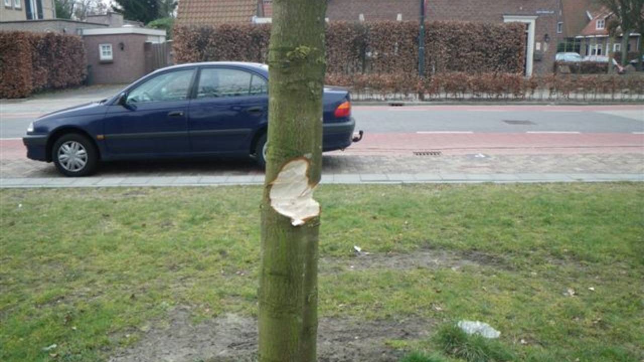 Een van de bomen die door vandalen is toegetakeld
