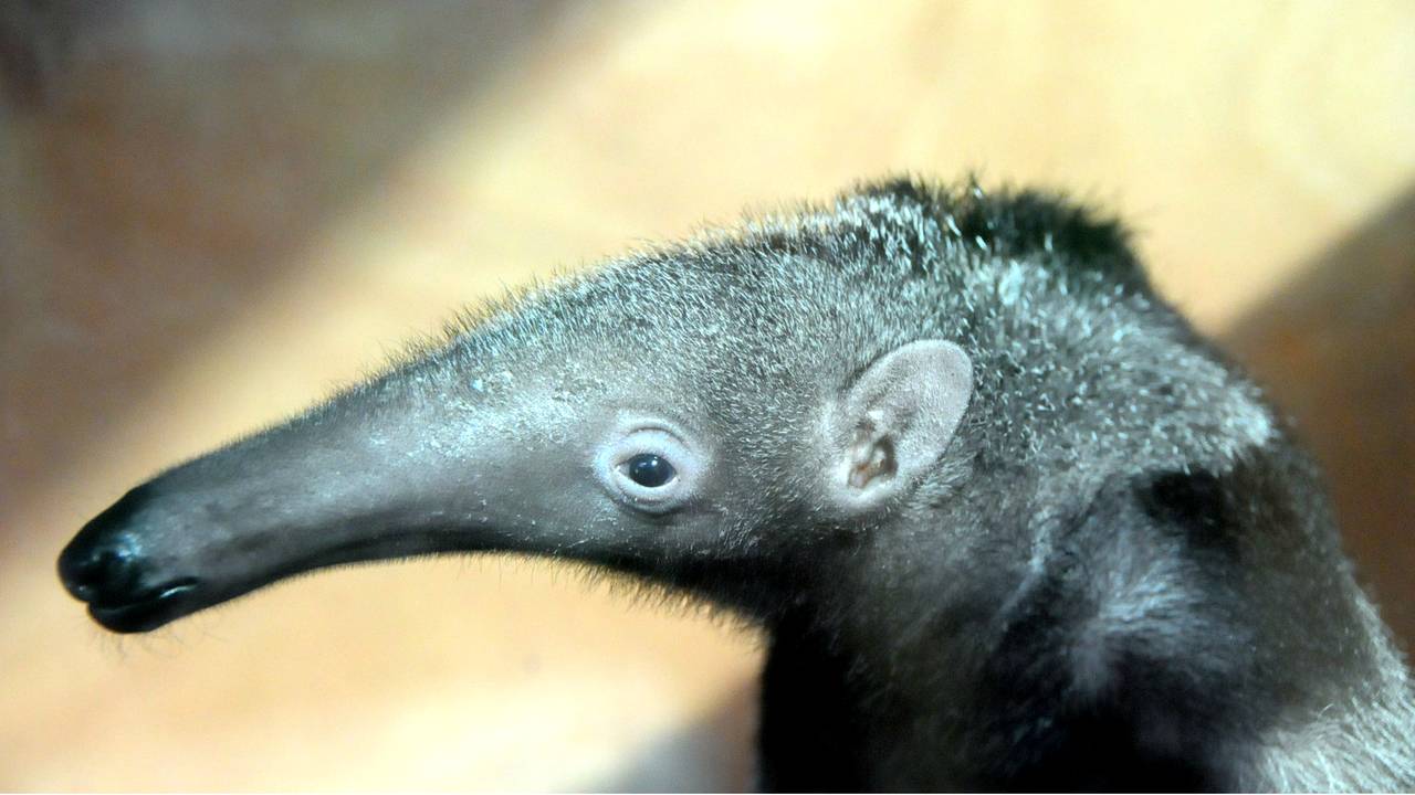 Wie weet levert al dit moois een kleintje op (foto: Belgianchocolate, Flickr)