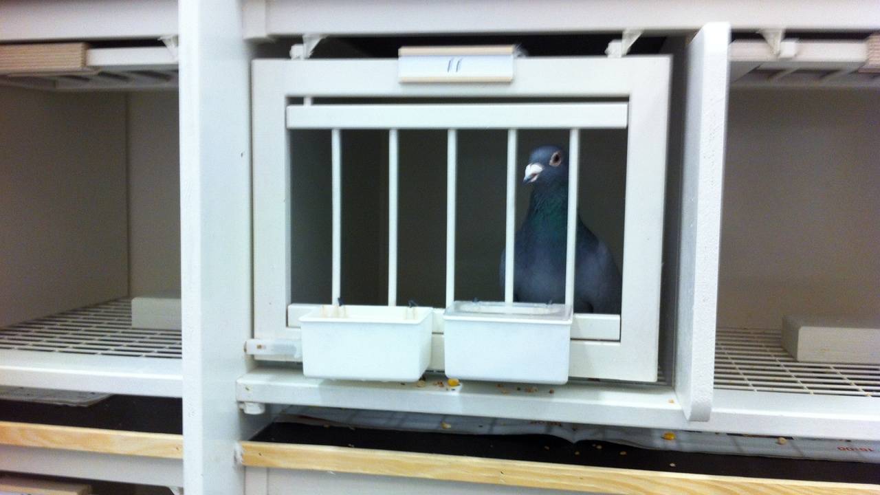 Alleen in zijn kooi is hij nog veilig.