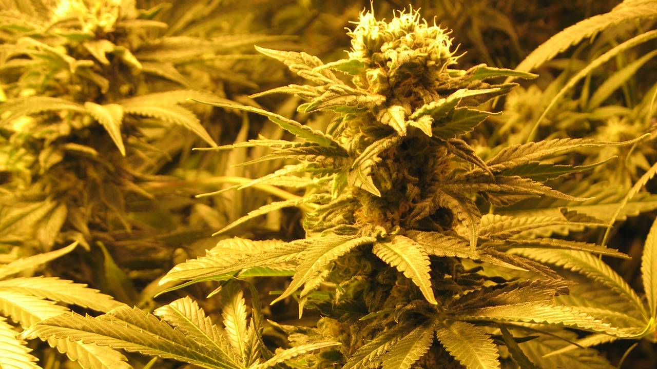 De man werd gearresteerd nadat bleek dat er op zolder een wietkwekerij zat.