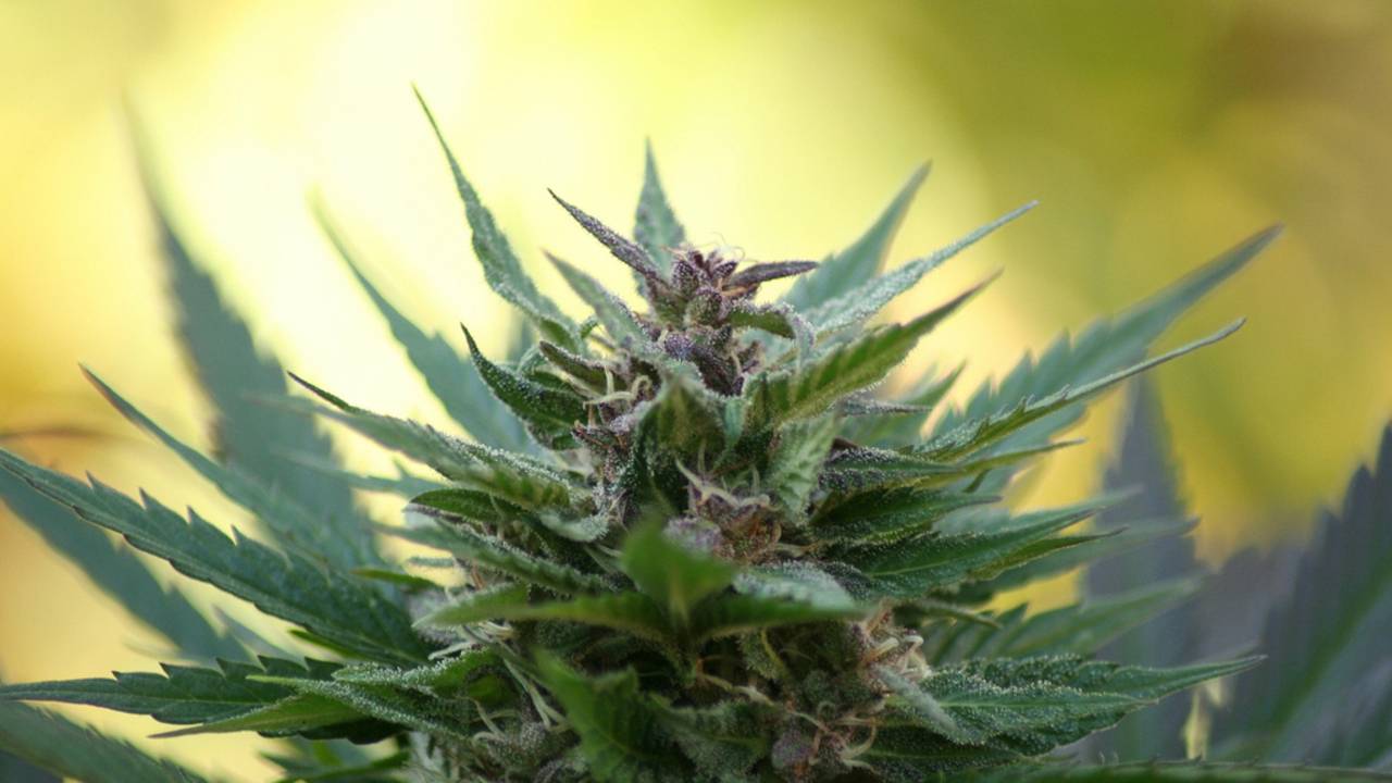 Foto: Flickr/Van_mij