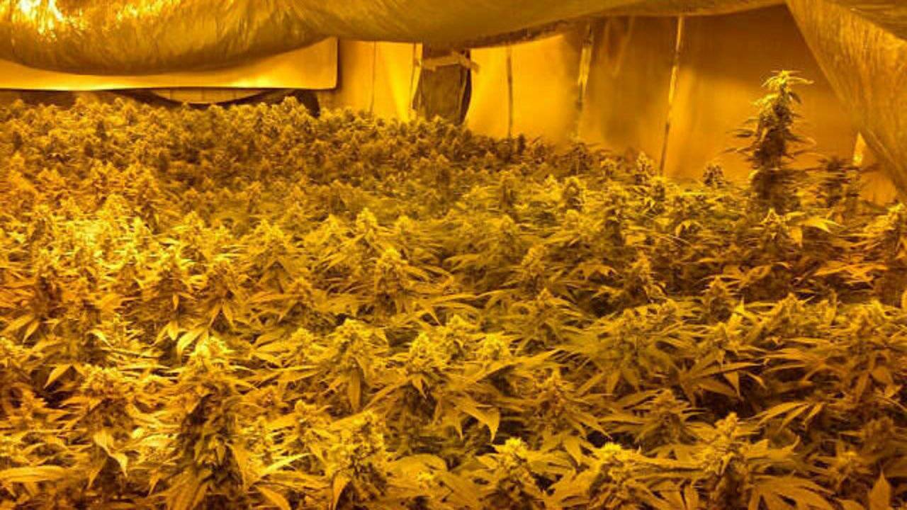 Een wietkwekerij in Asten in 2013 (Foto: Mari Heesakkers)