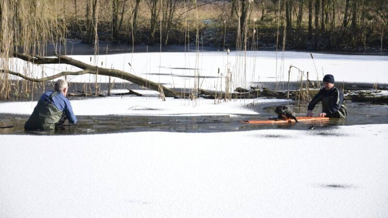 De hond werd onderkoeld uit het water gehaald. (Foto: Joes van Wanrooij/Stuve Fotografie)