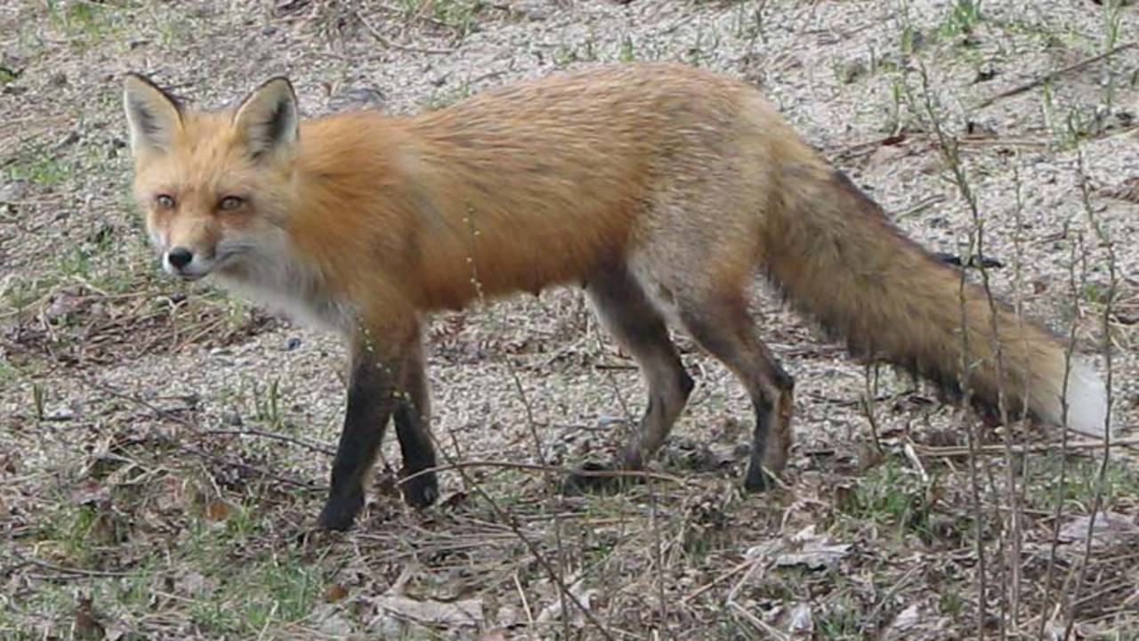 Vraatzuchtige vos baas in Boxmeer