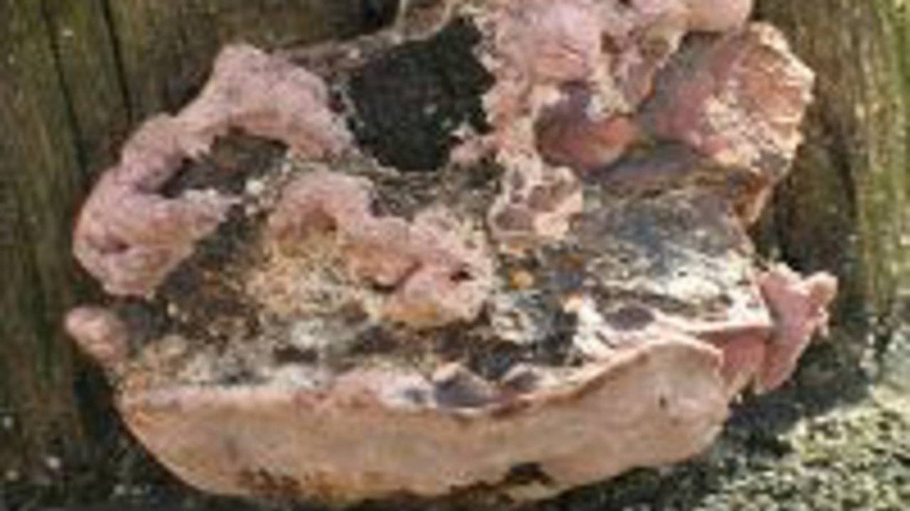 de roze sparrenhoutzwam