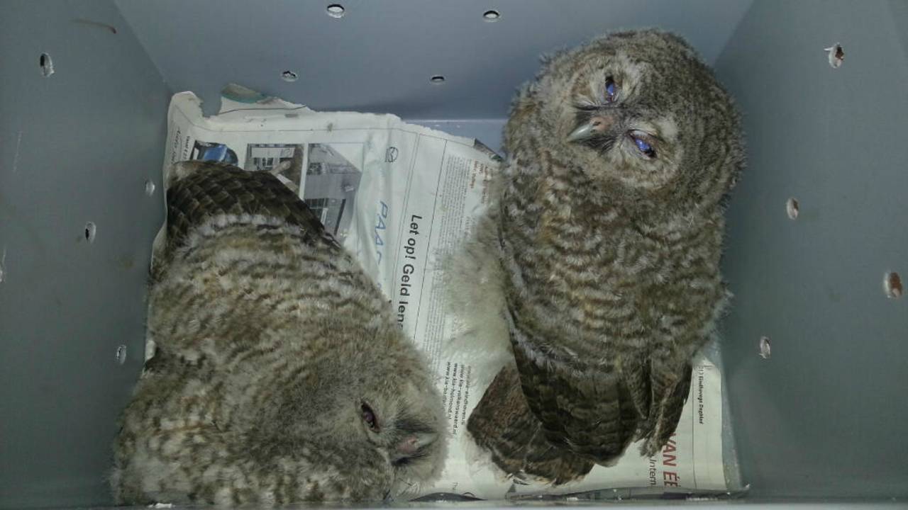 De uiltjes zijn naar een revalidatiecentrum gebracht. (Beeld: Twitter/ @DBbrabantzo)