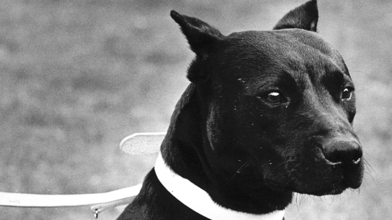 Een pitbull (foto: archief).