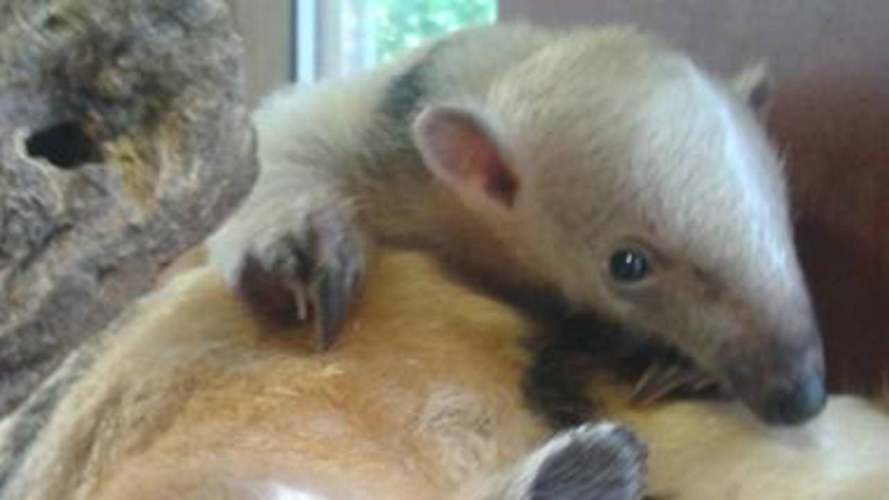 De babyboommiereneter