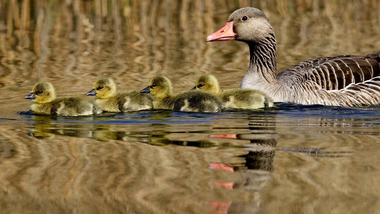 Grauwe gans met jongen (Foto: ANP)