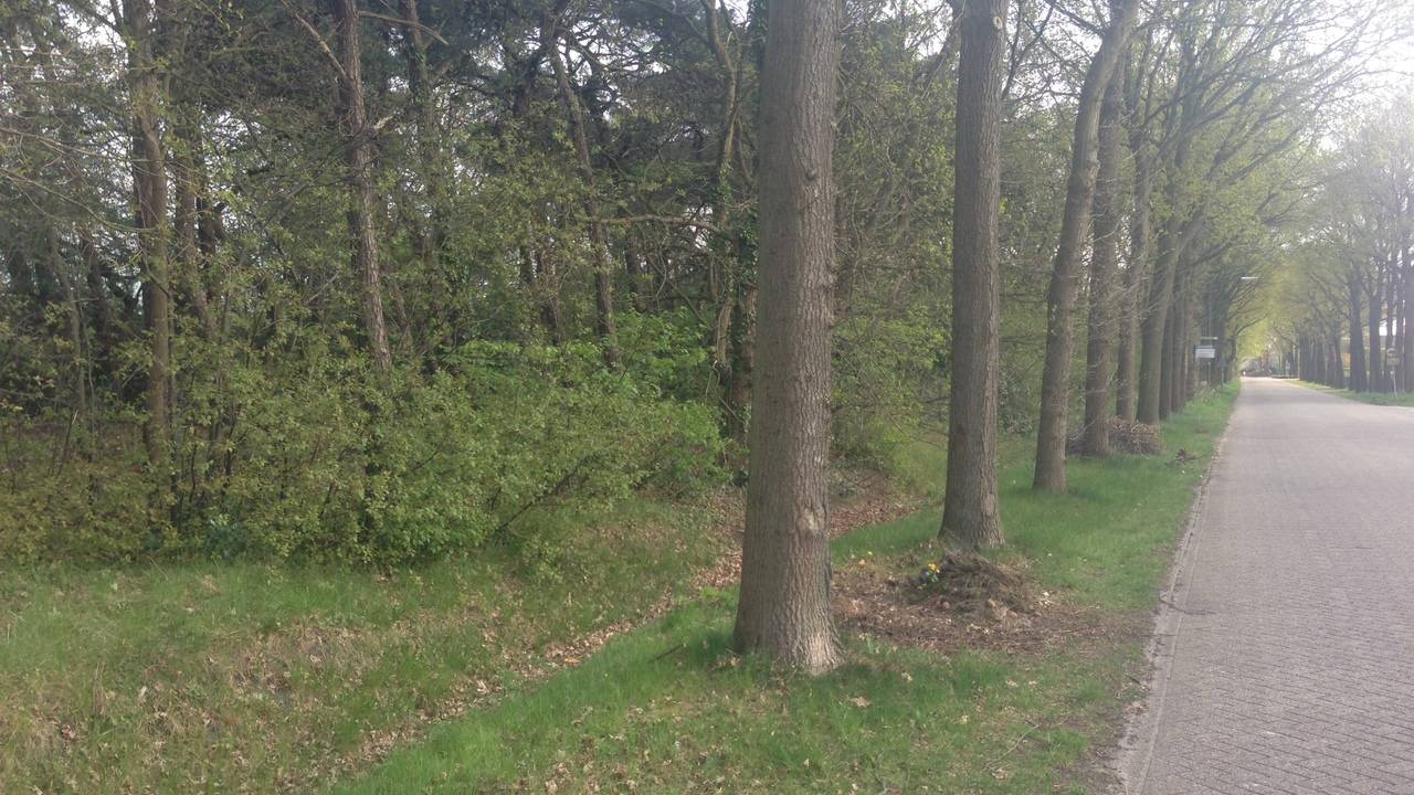 Het bosje waar de jongens de hut bouwden (foto: Martijn de Graaf)