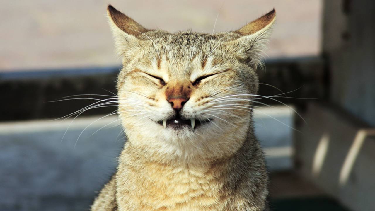 De kat gooide het kunstgebit in de wc. (Archieffoto)