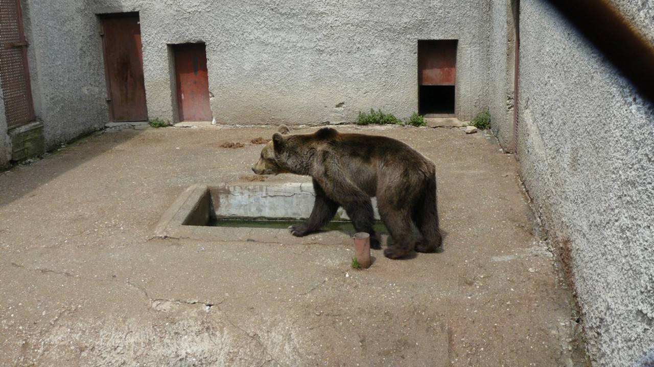 De huidige leefomgeving van beer Tosho.