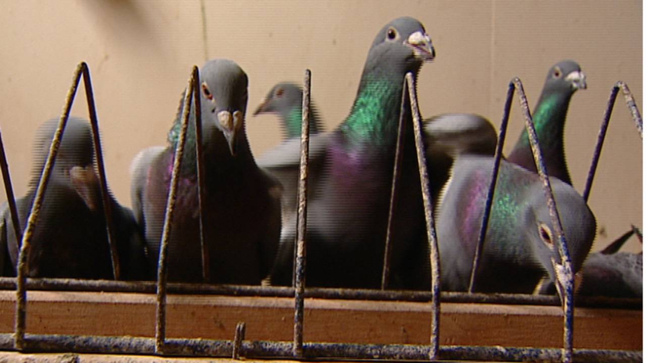 Honderden duiven dood door brand