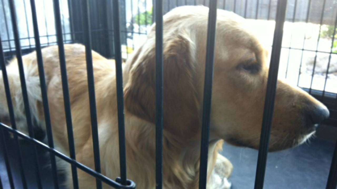 De zieke hond Flush (Foto: Jeroen Lips)