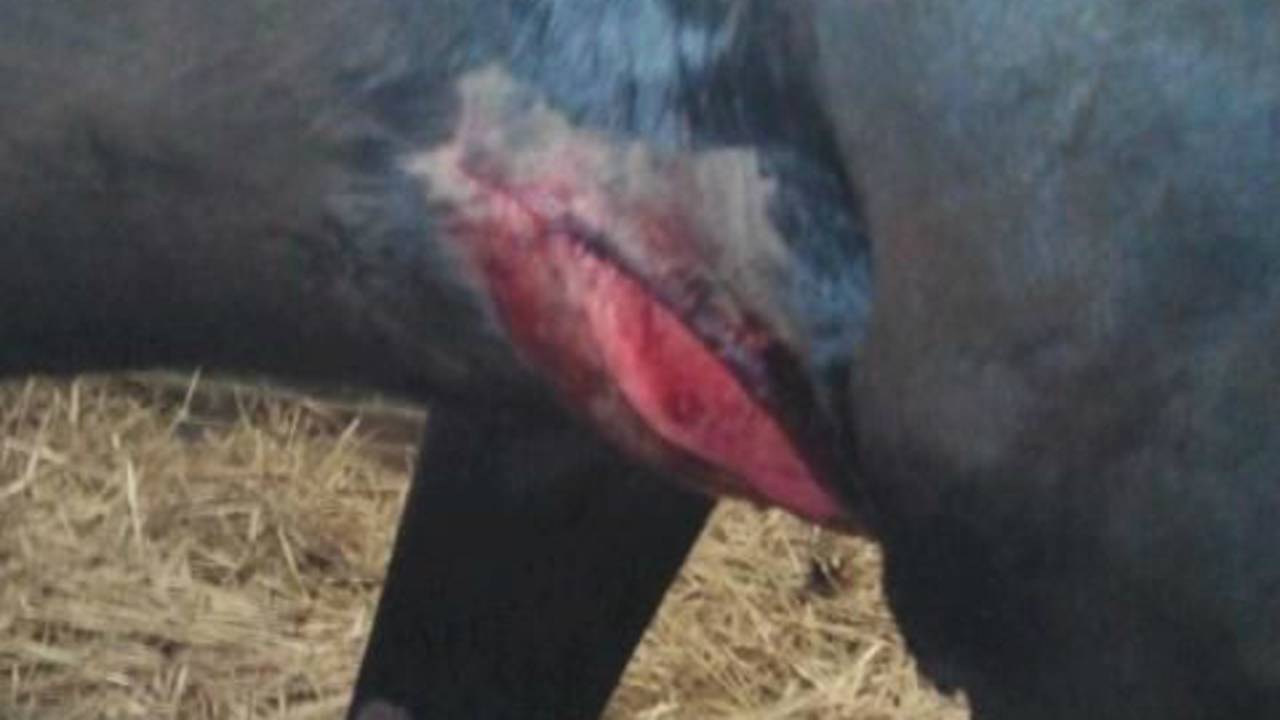 Honderden tips over brute paardenmishandelingen