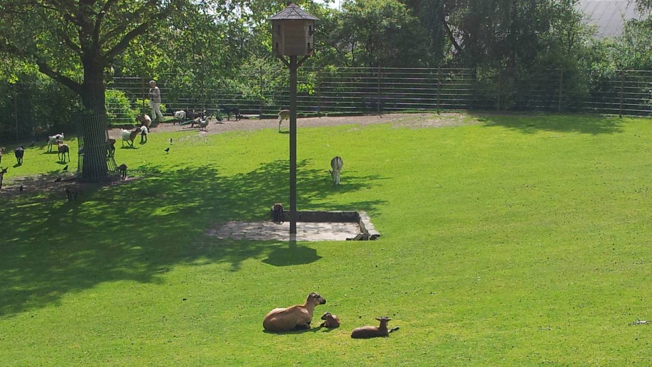 Het dierenparkje in Drunen