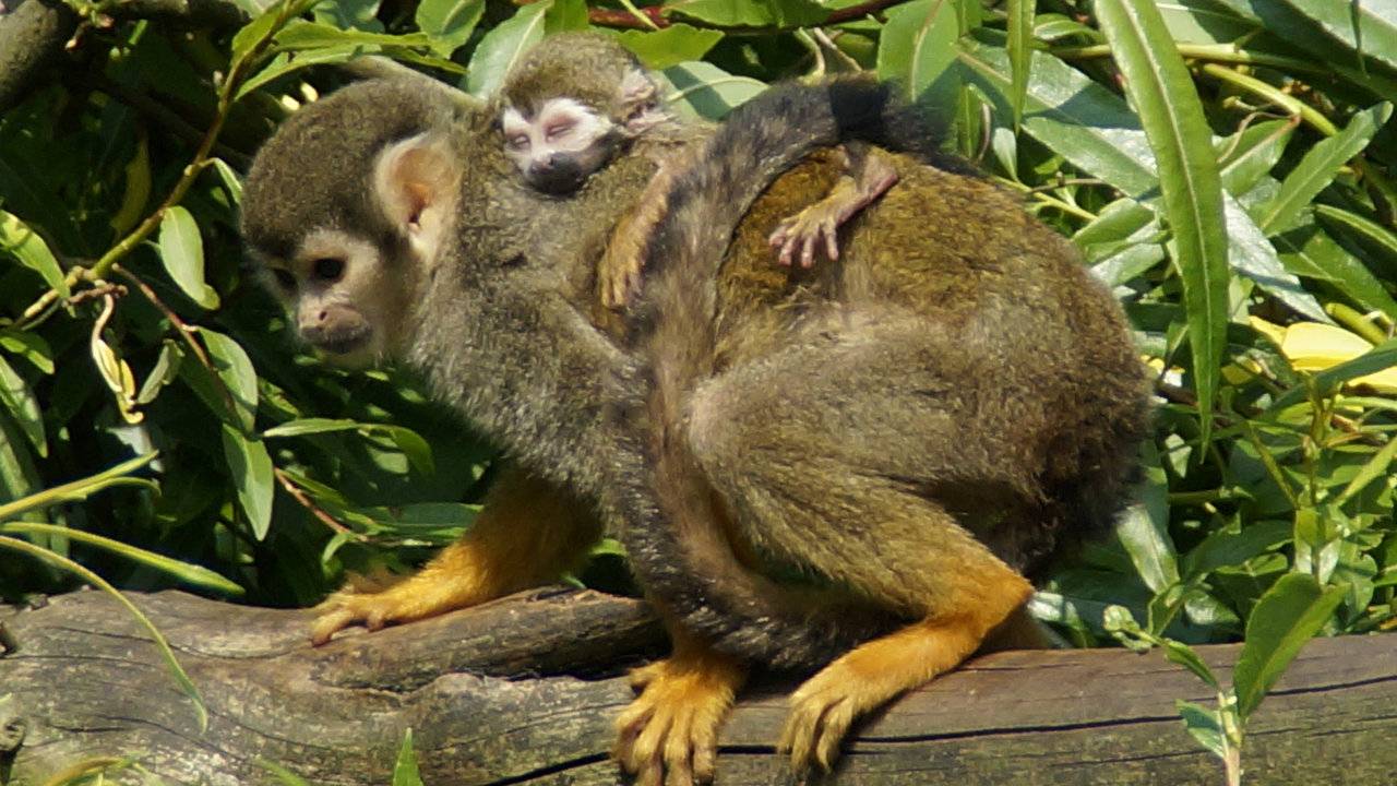 Foto ter illustratie.