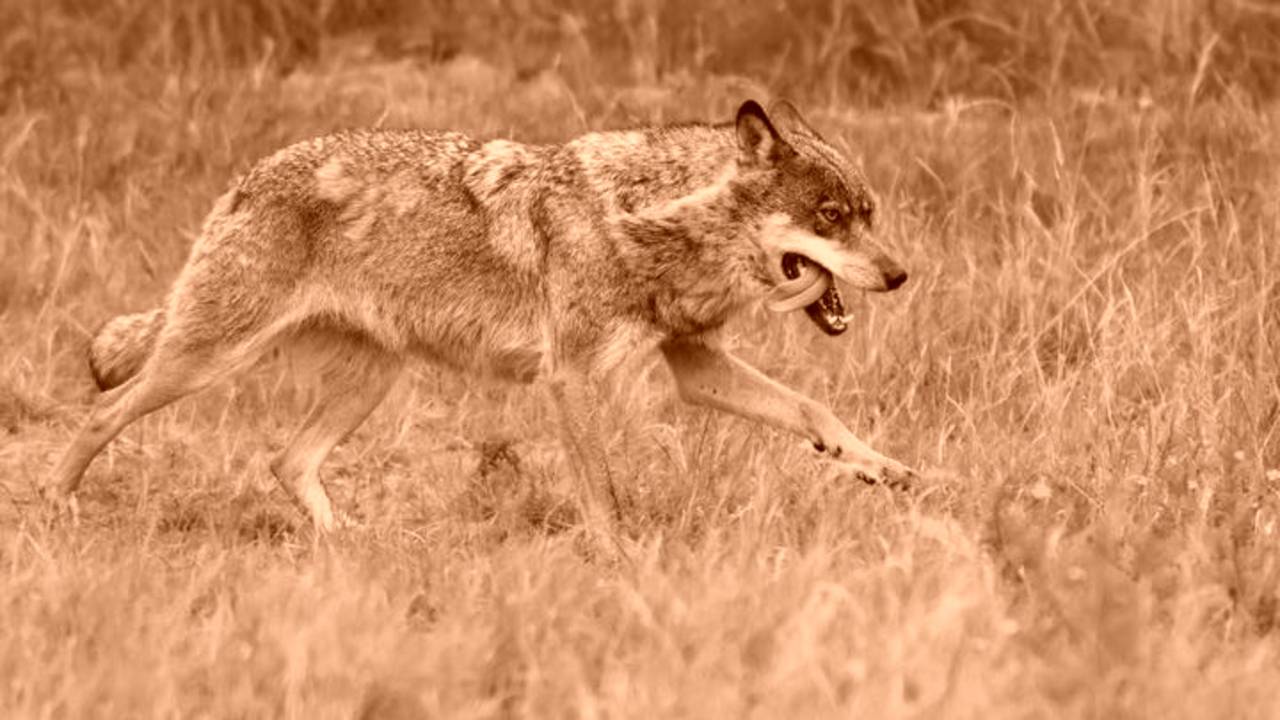 Laatste wilde wolf voor het laatst in Brabant gezien (Foto Hugh Jansman, Alterra-WUR)