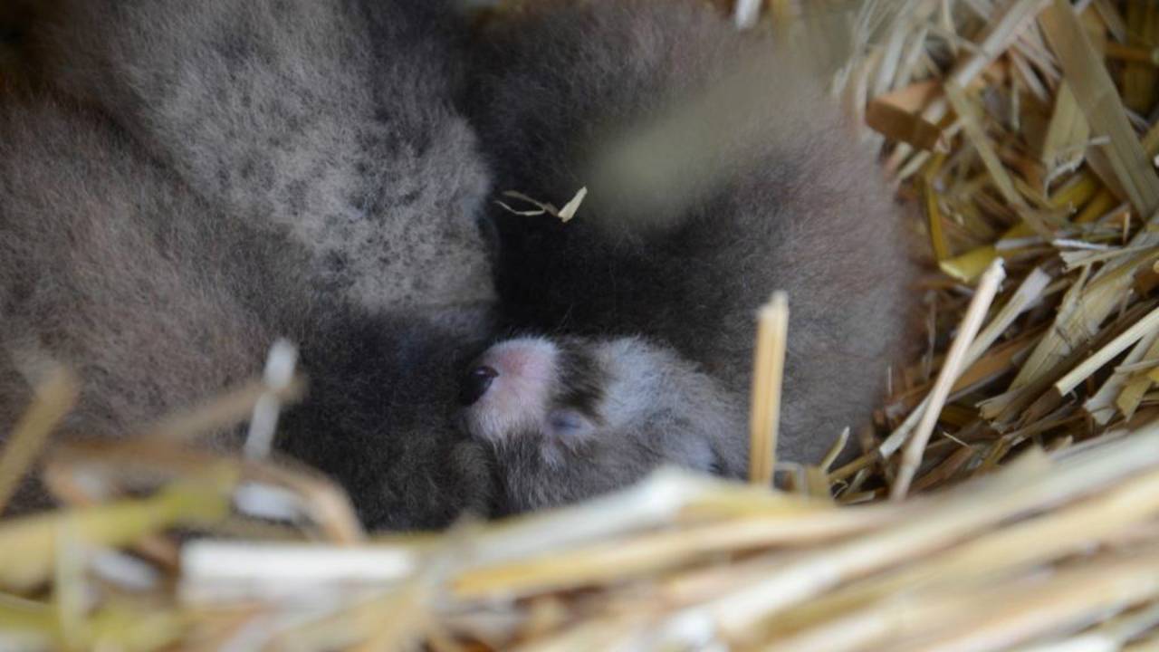 De panda-baby's zijn ongeveer vier weken oud.