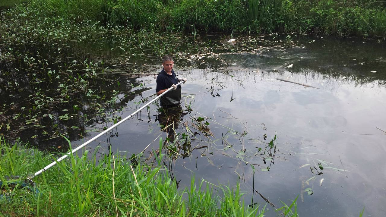 Het ruimen van dode vissen (archieffoto)