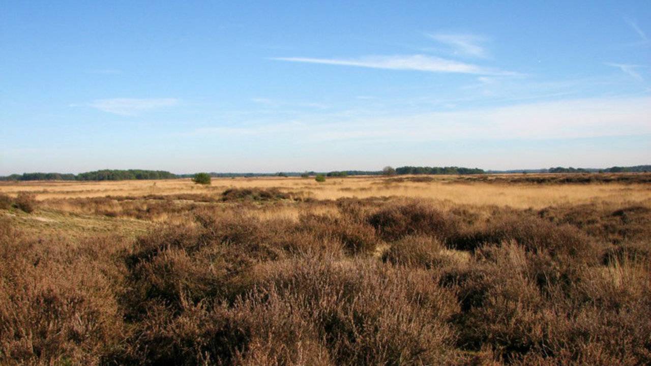 Strabrechtse heide (foto: Karin Dirkx)