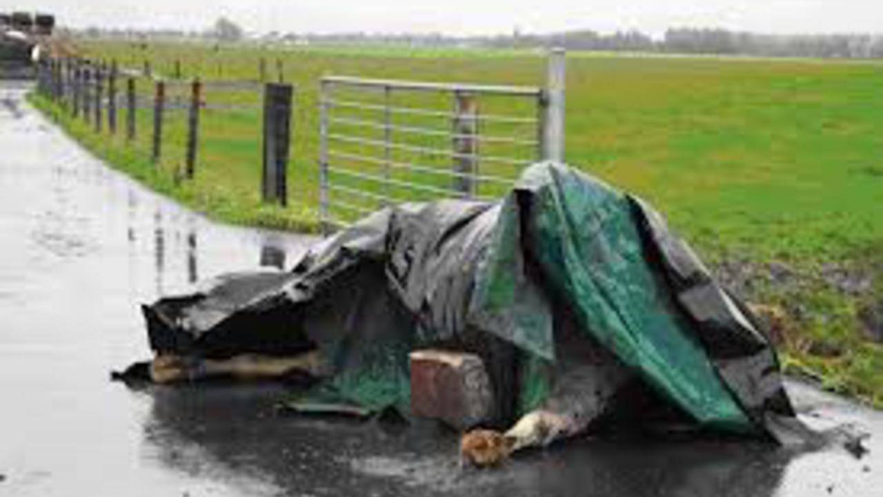 De extra ophaaldag geldt niet voor kleine kadavers.