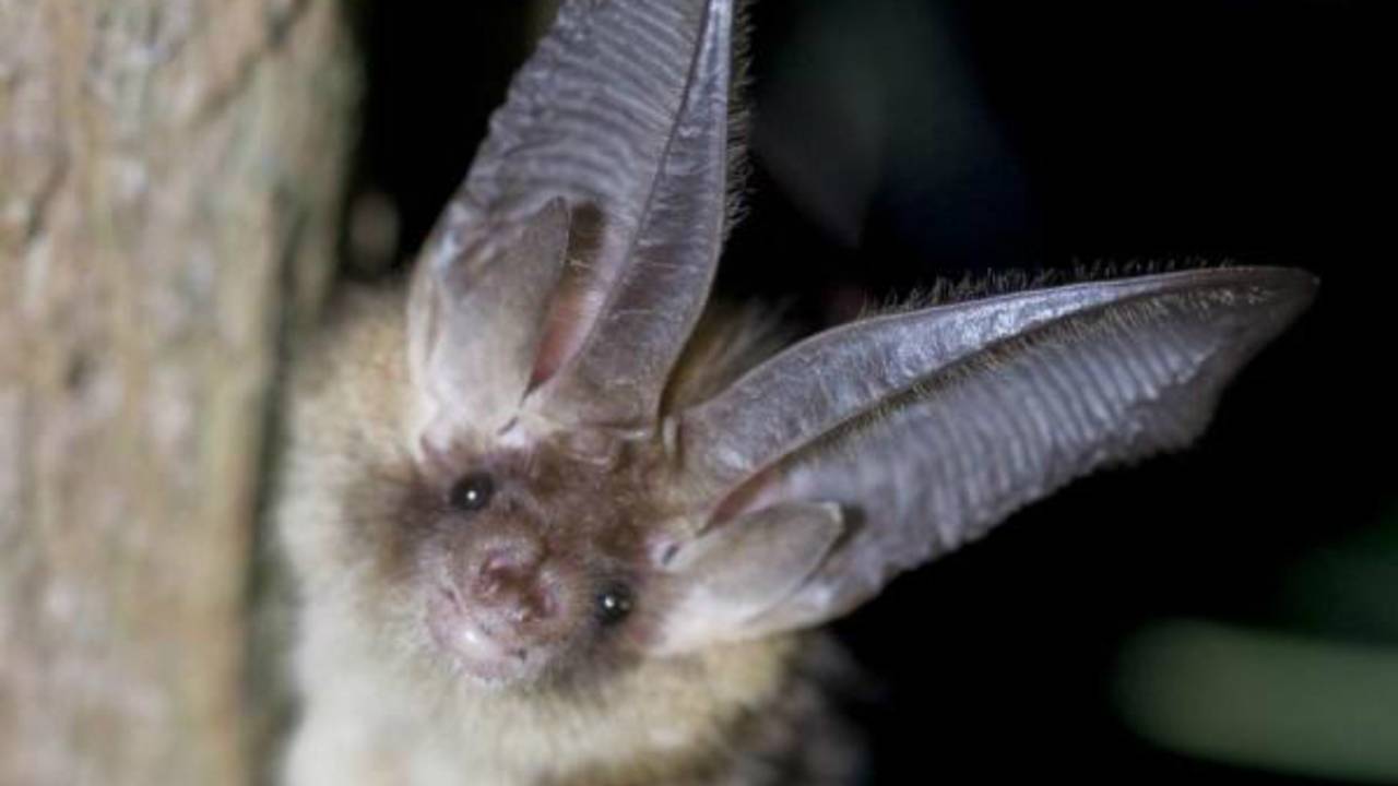 Vleermuis verstopt zich in bioscoopzaal in Eindhoven 'Het is een heel zielig verhaal' Omroep