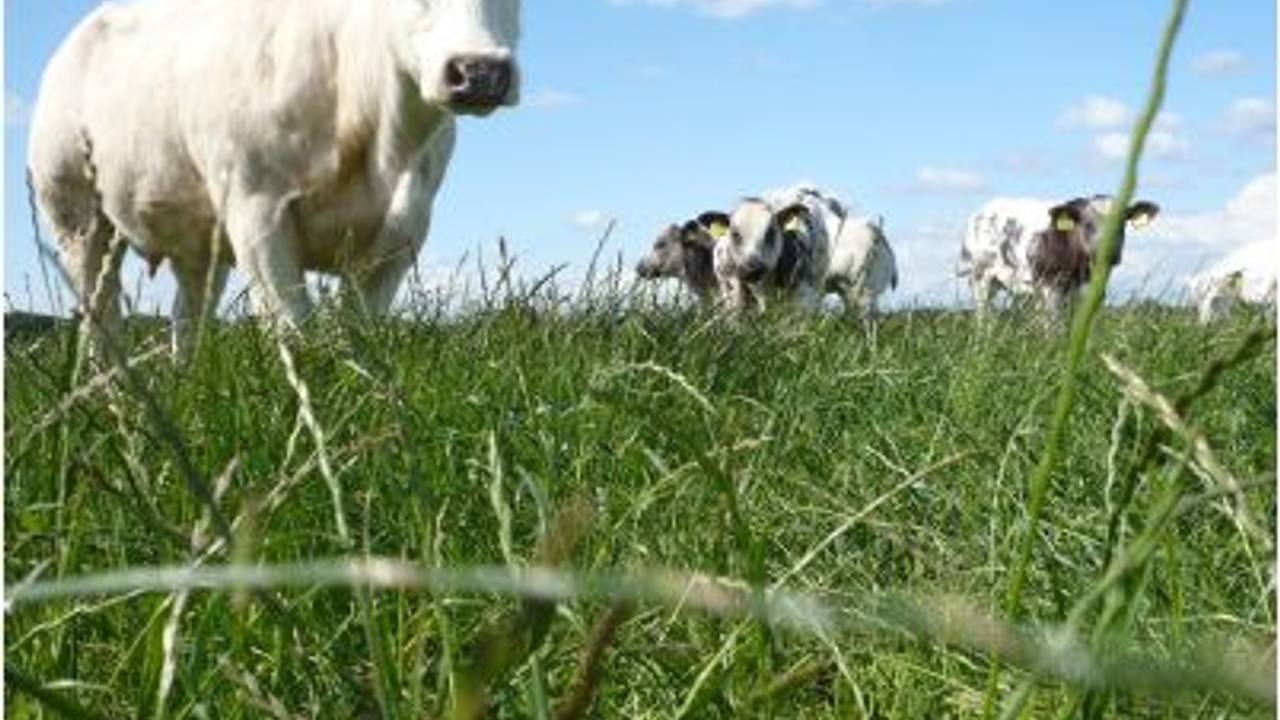 In Boxtel willen ze gezamenlijk investeren in een boerderij