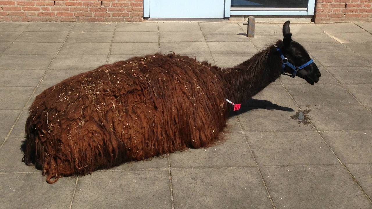De lama met de verdovingspijl in zijn nek. (Foto: Bart Meesters/Meesters Multimedia)