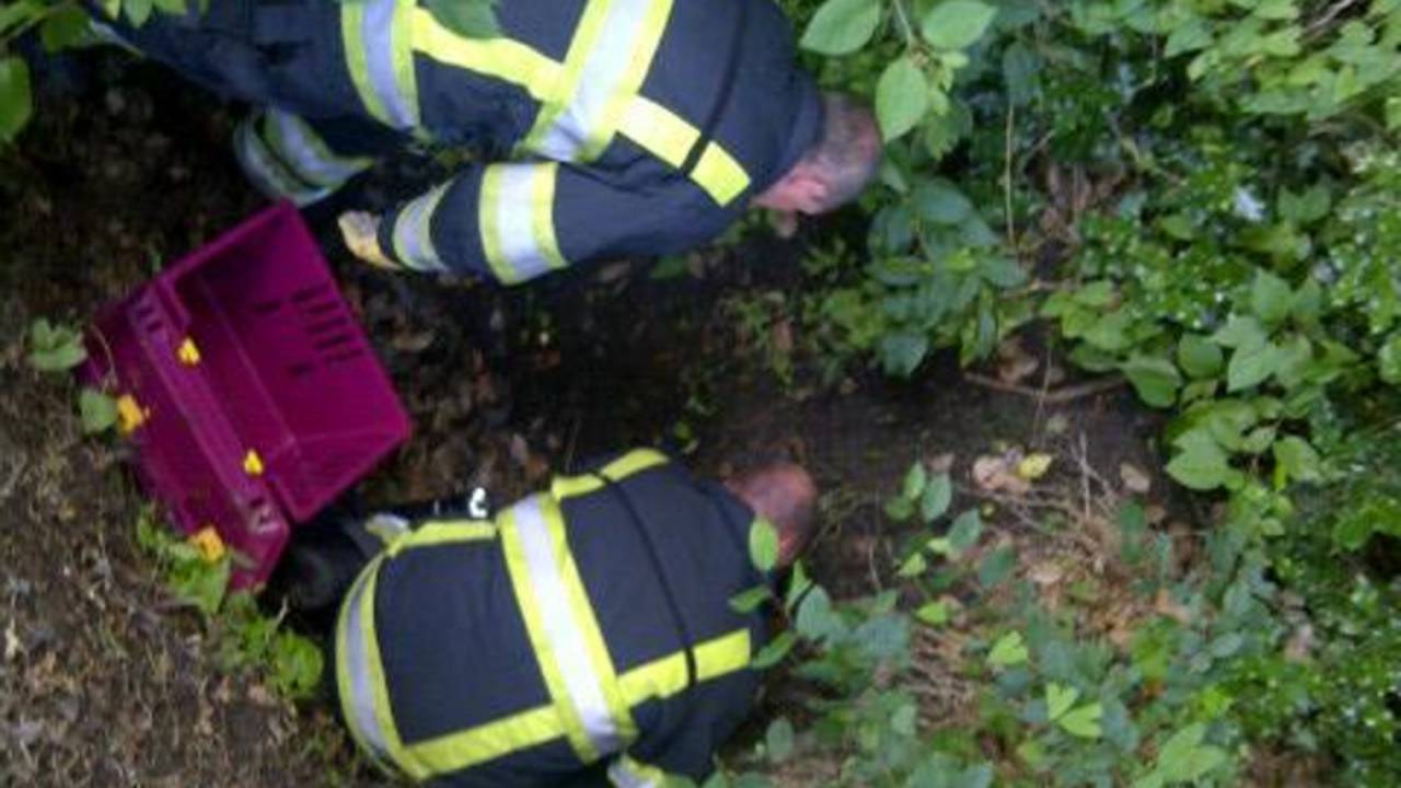 Reddingsactie gewonde poes (bron: @WijkAg_RosCen / Twitter)