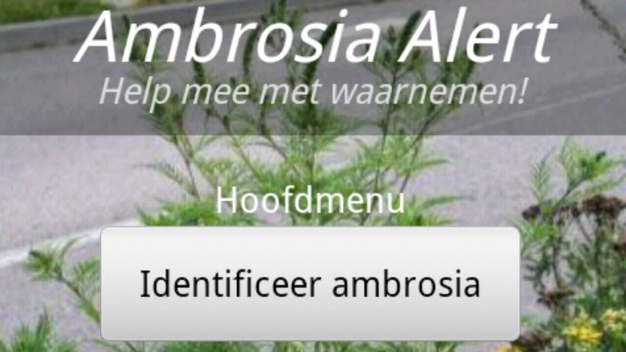 Ambrosia Alert.