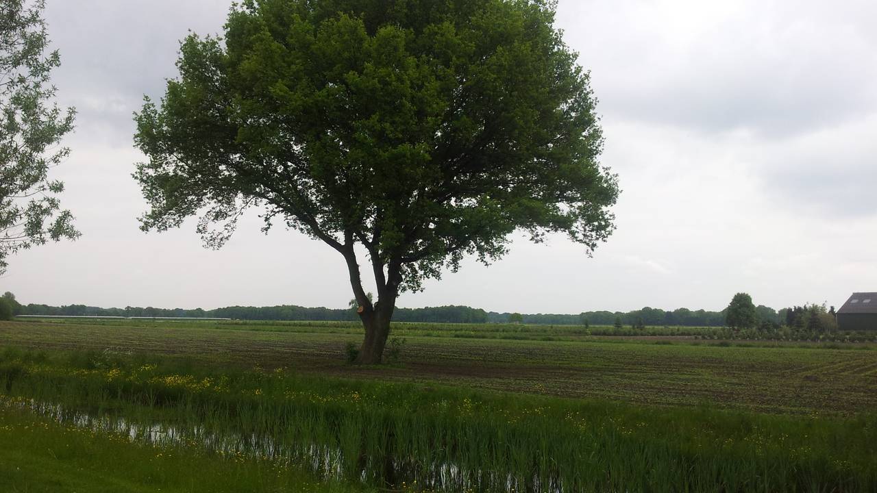 De eik is de gemeente veel waard