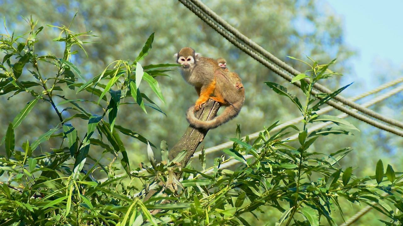 Froukje met de kleine op haar rug