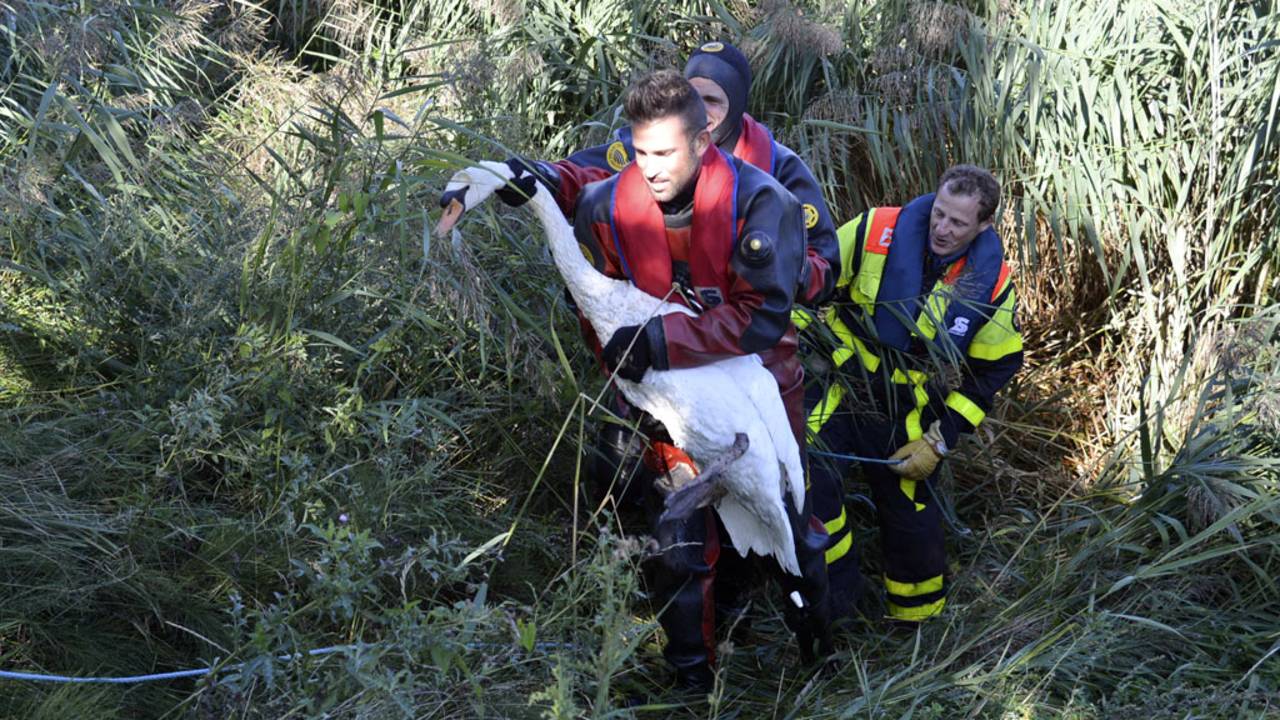 De aangevallen zwaan is door de brandweer gered. (Foto: Perry Roovers/SQ Vision)