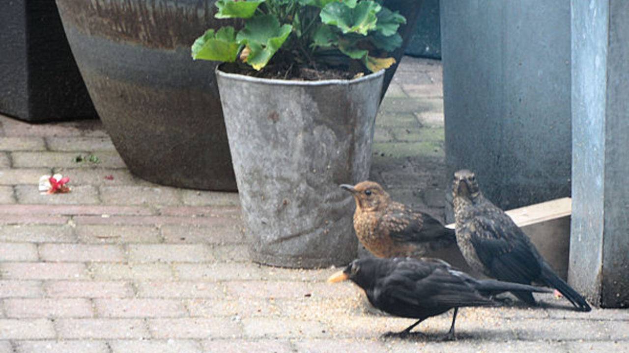 Drie merels (foto: Will Spijkers-Kooiman)