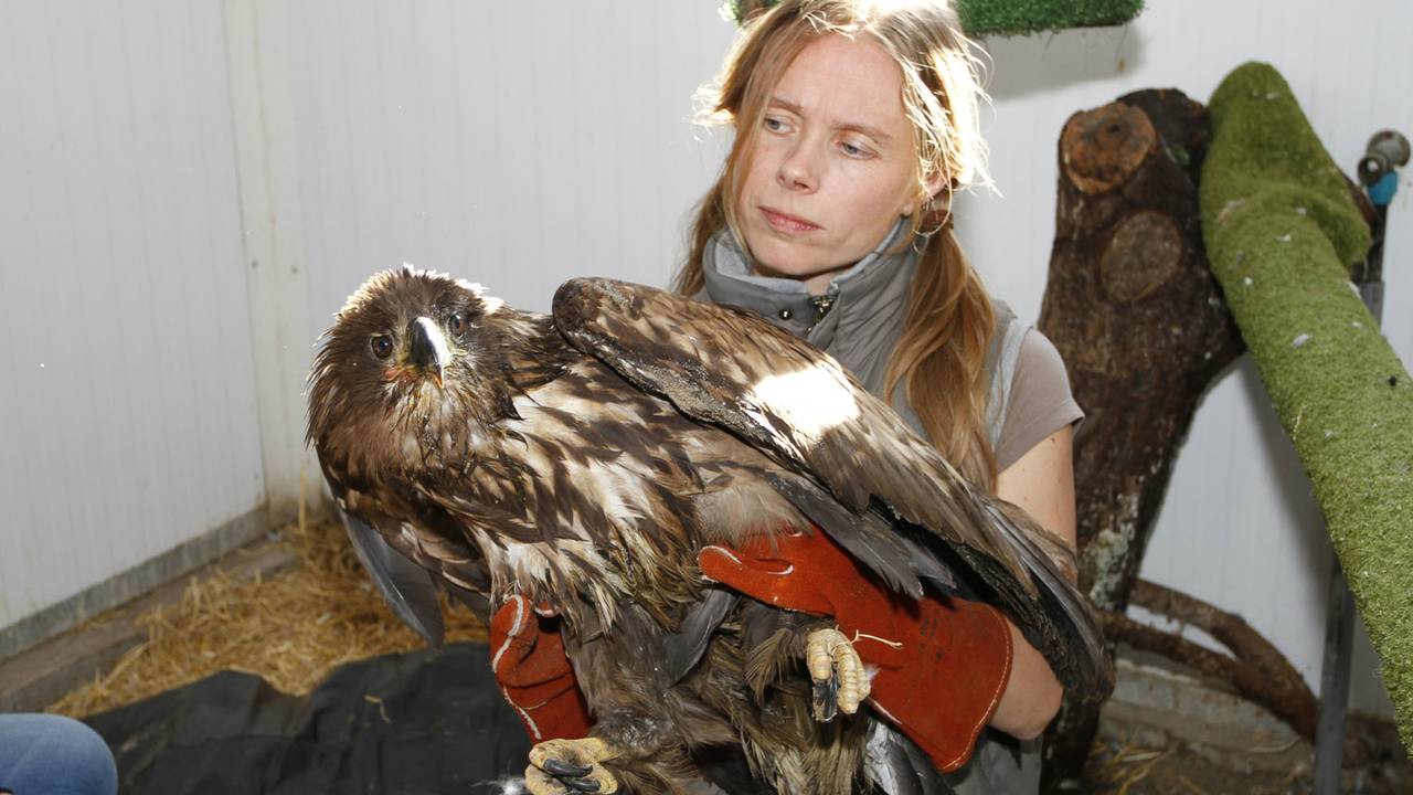 Jonge zeearend uit Biesbosch vecht voor leven (foto: Vogelrevalidatiecentrum Zundert)