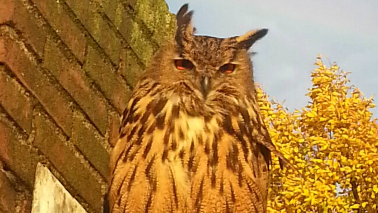 De Oehoe zit naast de schoorsteen op het dak (Foto: Jolanda Huigen)