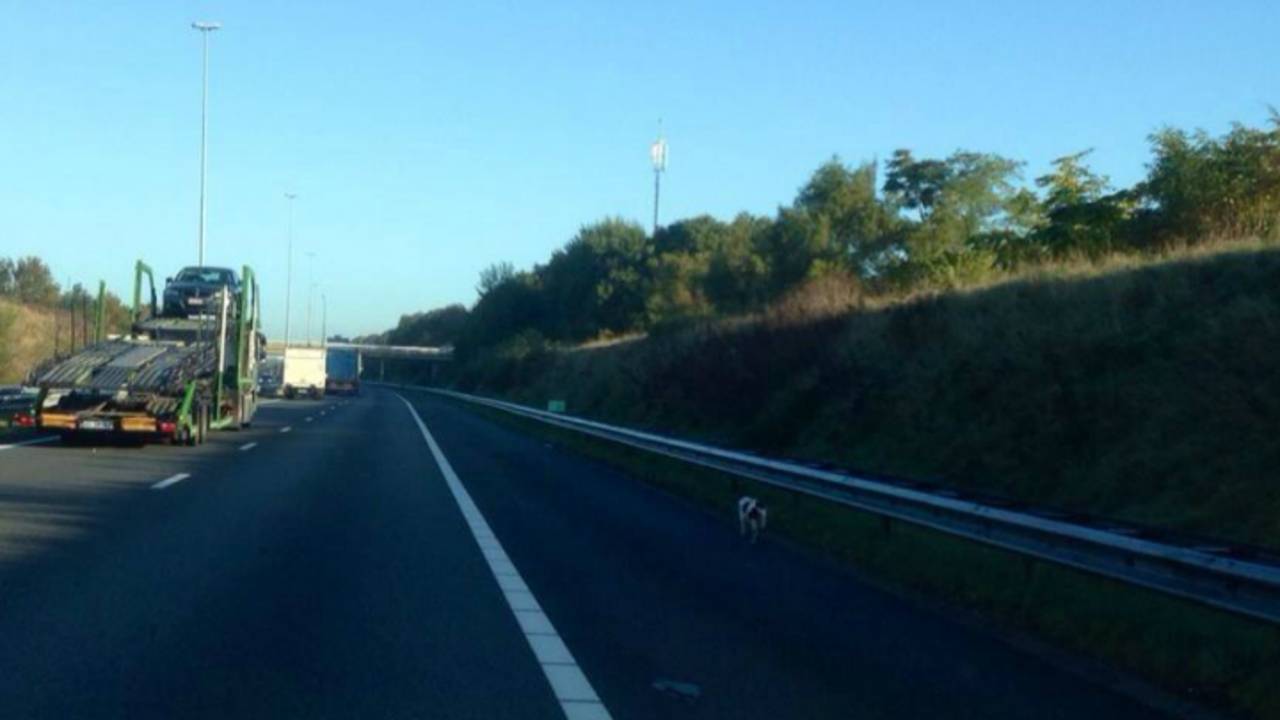 Loslopende hond bij Bavel. (foto @WIS_Kimberley)