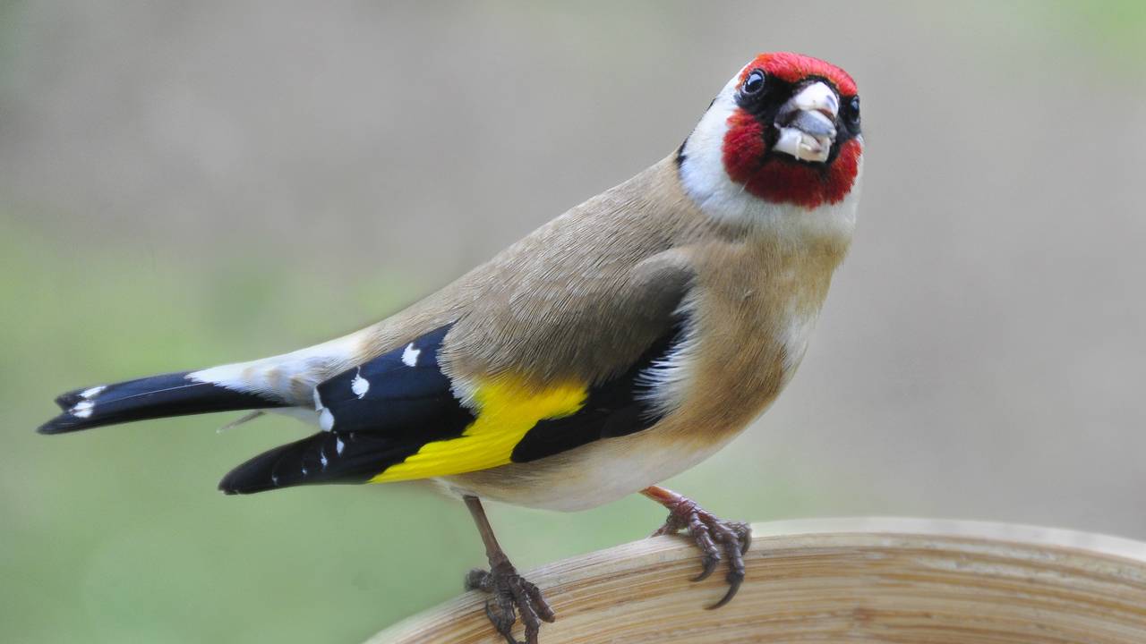 Een distelvink of putter (foto: Flickr/Keith Ellwood)