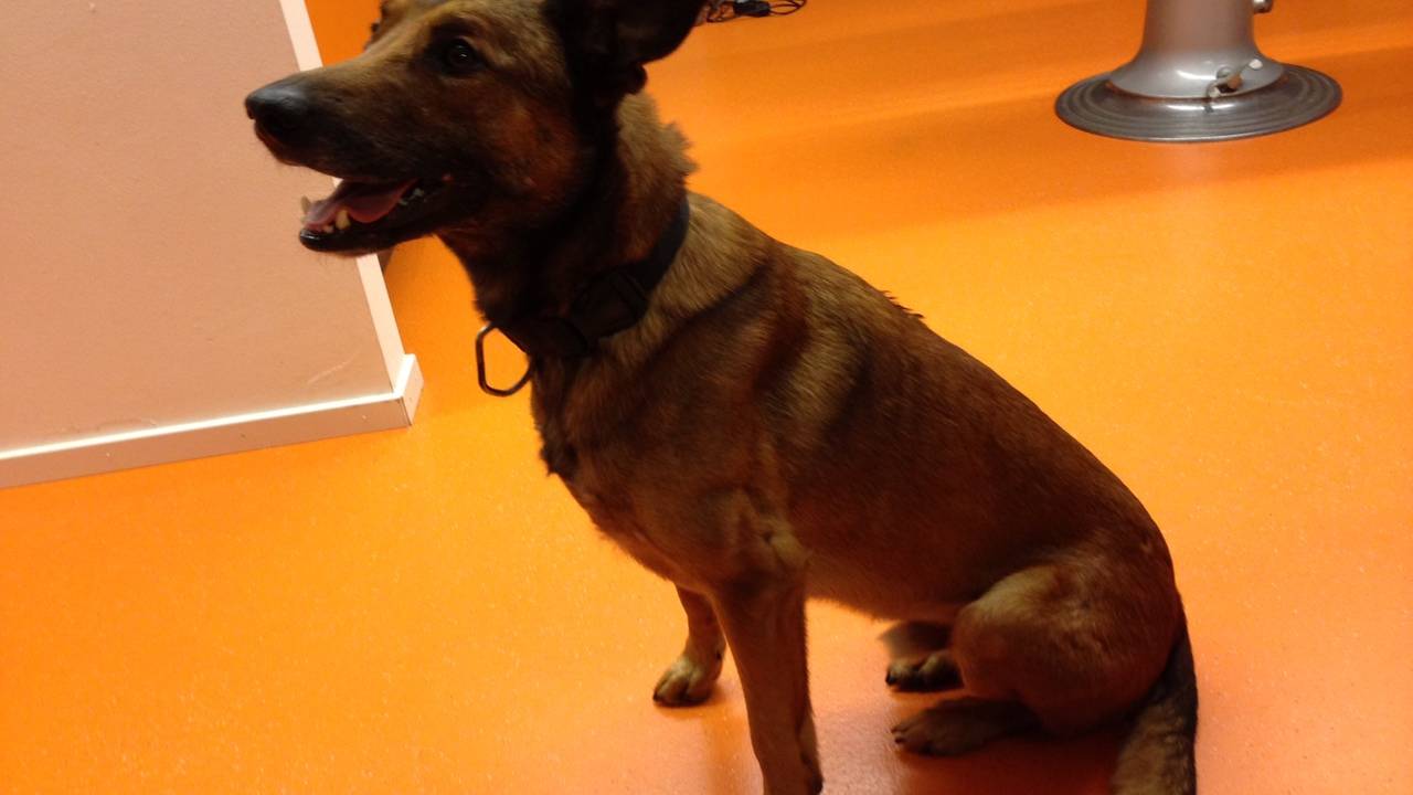 Voor Fellow is dit de eerste buitenlandse inzet