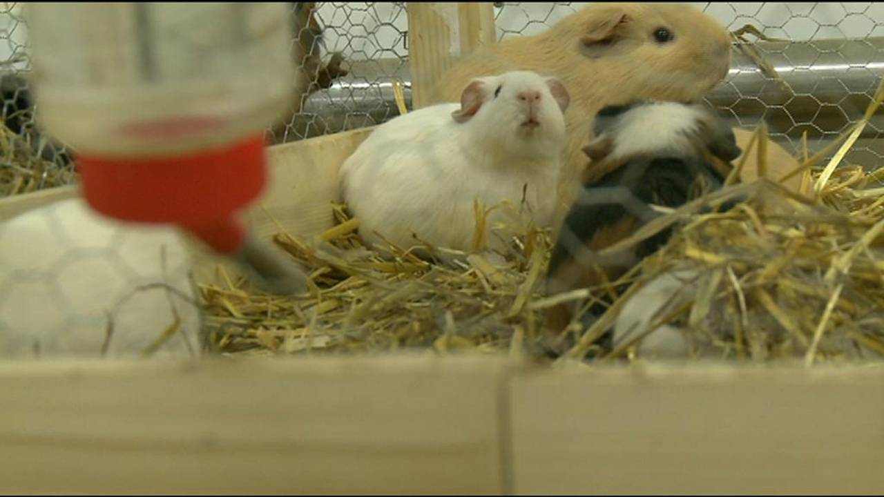 Tbs caviakiller verlengd