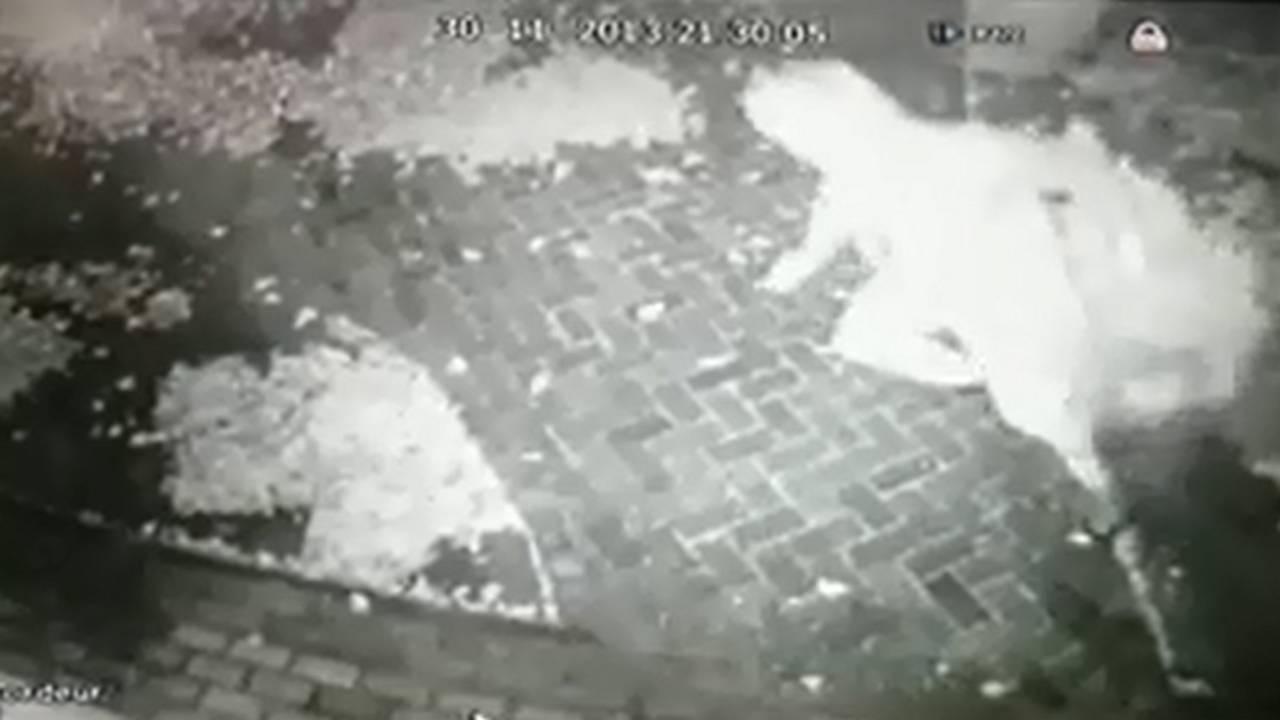 Man rukt kerstboom los (bron: Kelsey van Eersel / Facebook)