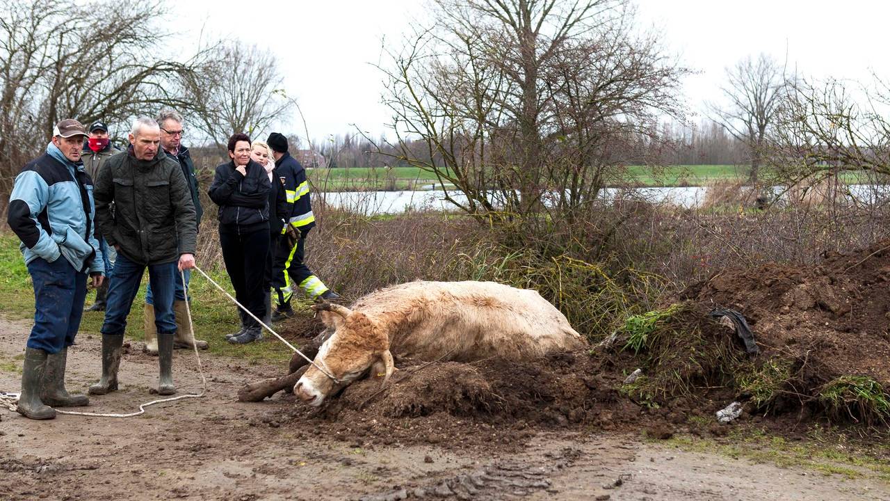 Het dier op het droge (foto: Saskia Kusters/Kusters Media)