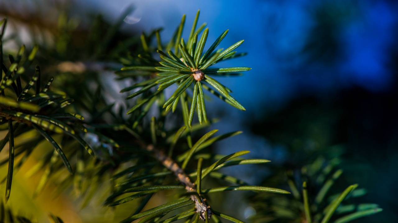 Gratis kerstbomen voor Voedselbank