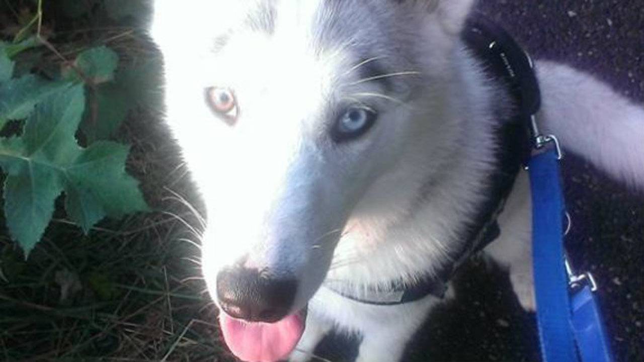 Hond Zoë