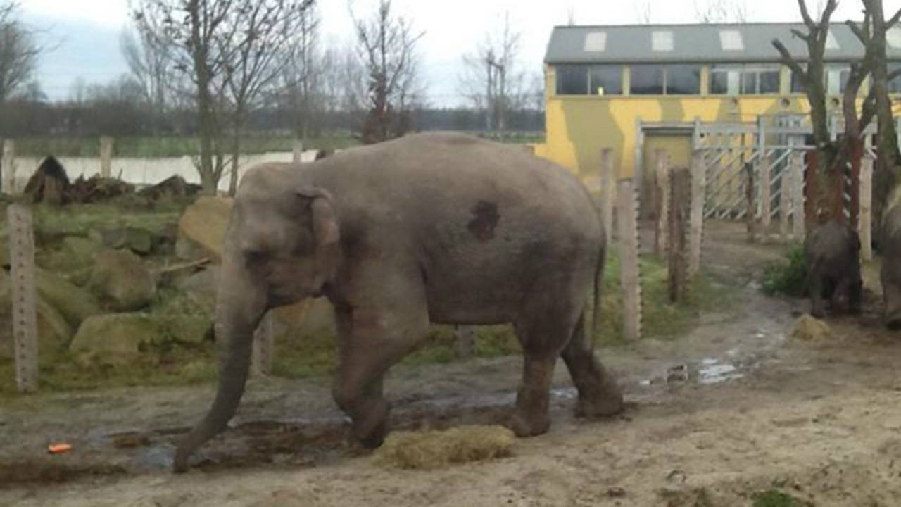 Een van de nieuwe olifanten in Dierenrijk Nuenen