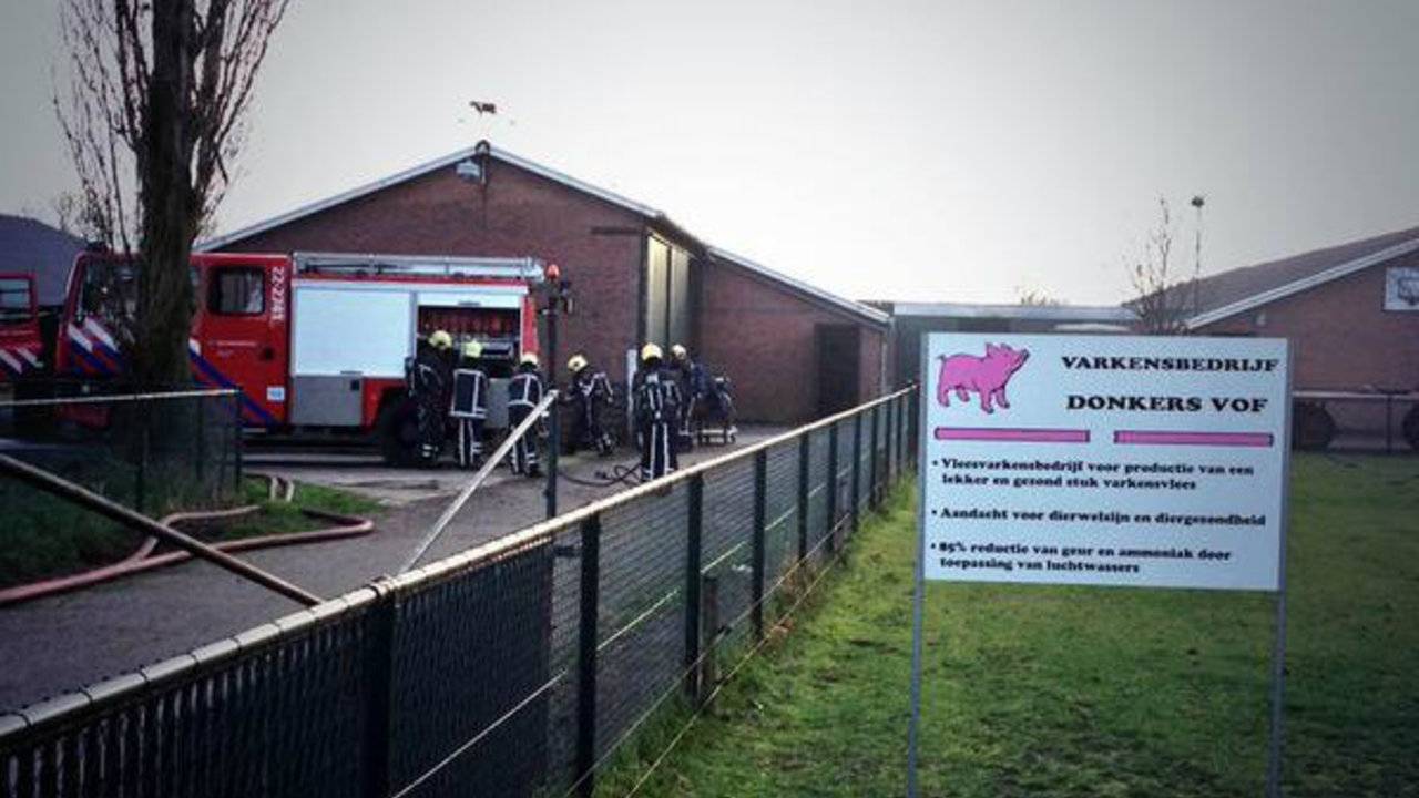 Bij en stalbrand in Helmond in januari kwamen 800 varkens om