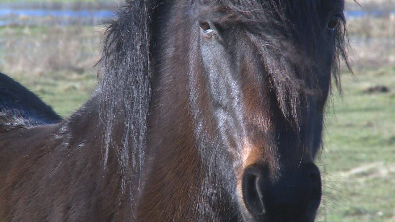 Meldpunt voor paardenmishandeling geopend.